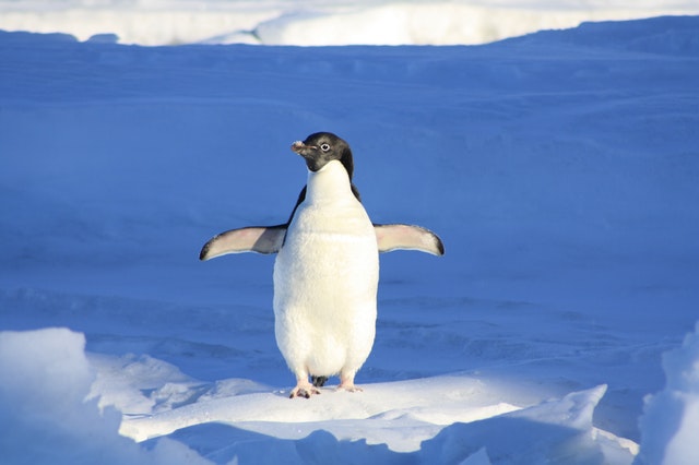 Tučniak uprostred ľadu a snehu.jpg
